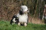 BEARDED COLLIE 342